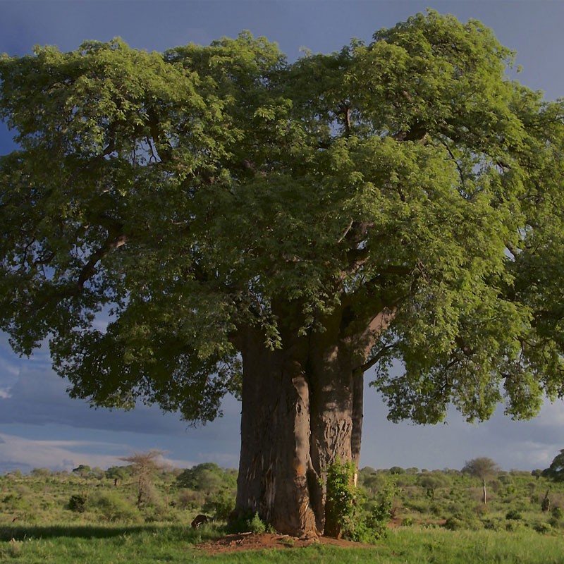 Baobab - 1 planta