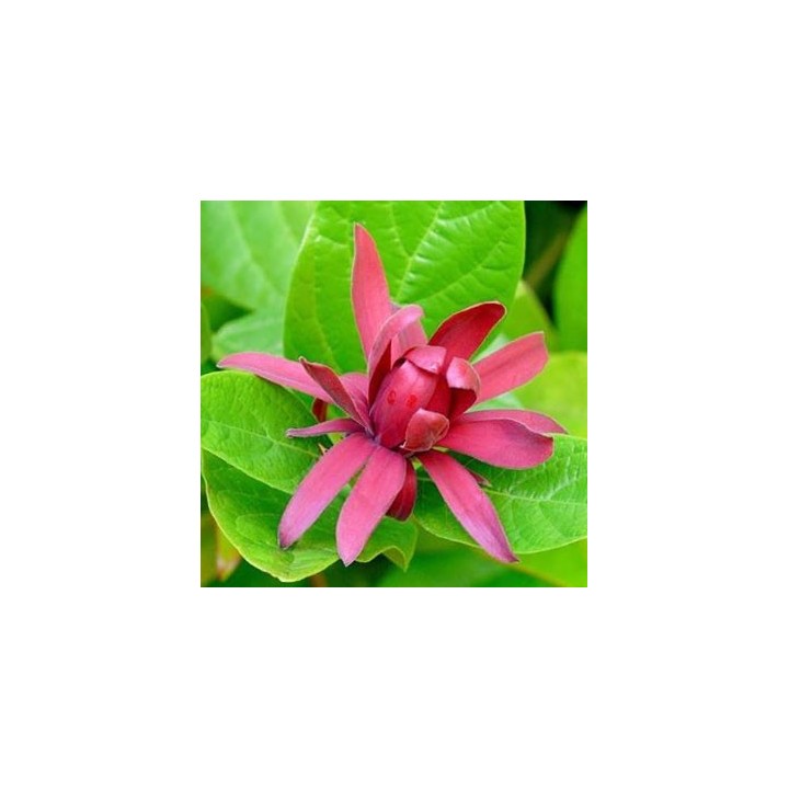 Calycanthus floridus - Sementes
