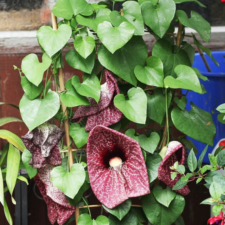 aristolochia gigantea