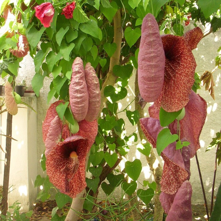 Sementes de Aristoloquia gigante (Aristolochia gigantea) | Loja de Sementes