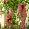 Aristolochia gigantea - Sementes