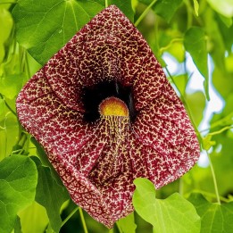 sementes de aristolochia gigantea