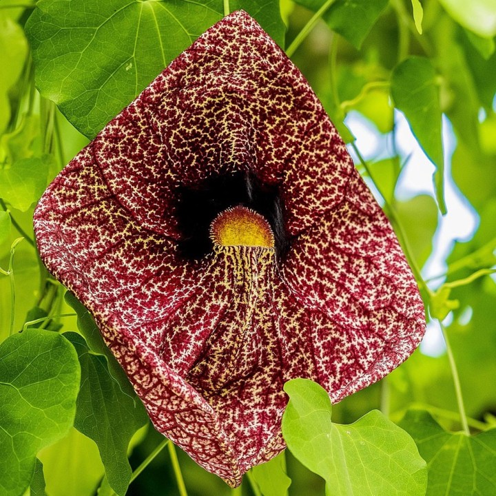sementes de aristolochia gigantea