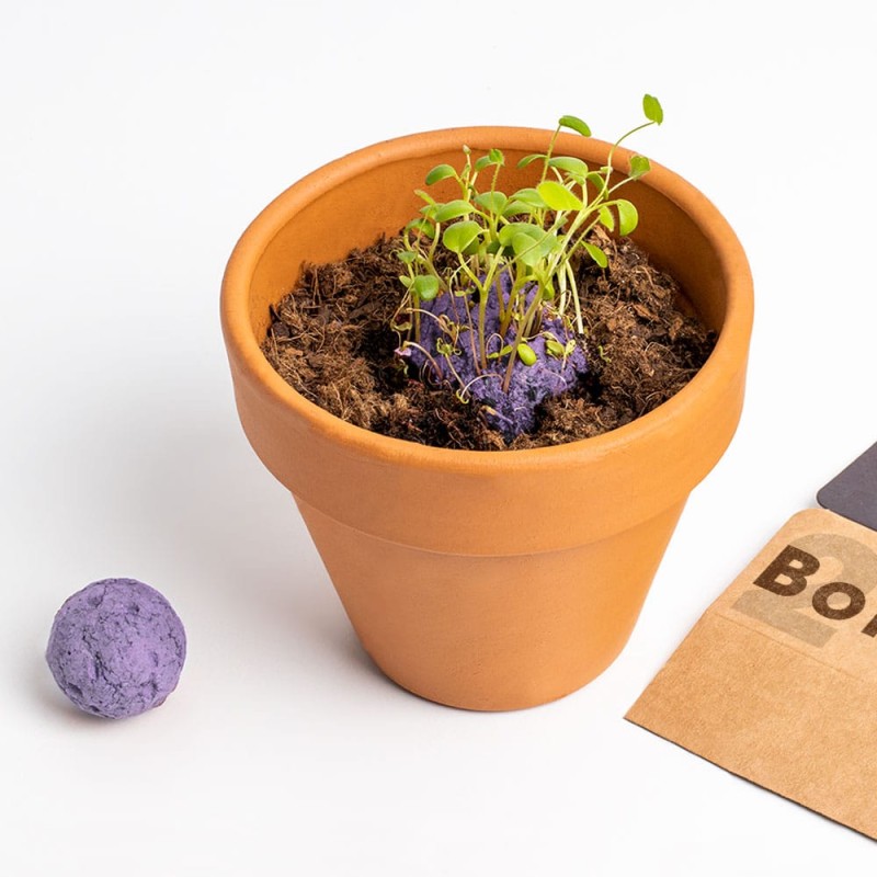 Bombas de Biodiversidade (Flores Silvestres Roxas) | Sementes