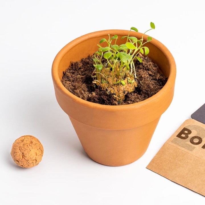 Bombas de Biodiversidade (Flores Silvestres Laranjas) | Sementes