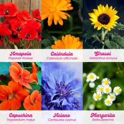 Flower Power - Kit de Autocultivo de Flores