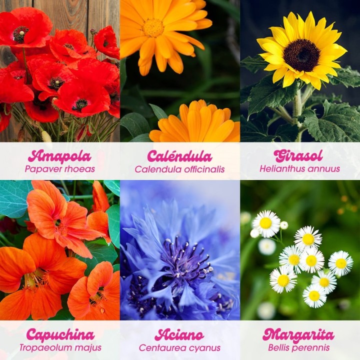 Flower Power - Kit de Autocultivo de Flores | Kit de Sementes