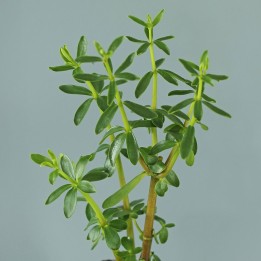 planta de congona