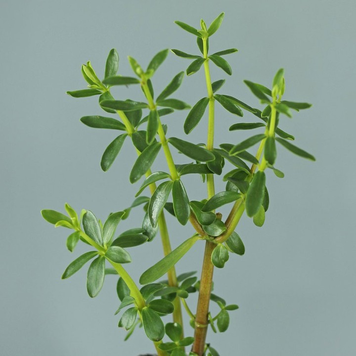 planta de congona