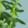 planta de Peperomia inaequalifolia