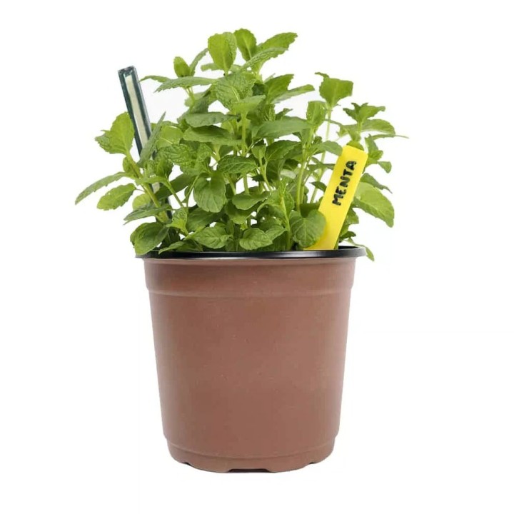 Vasos de cultivo Ø9cm (8 unidades) para sementes e estacas