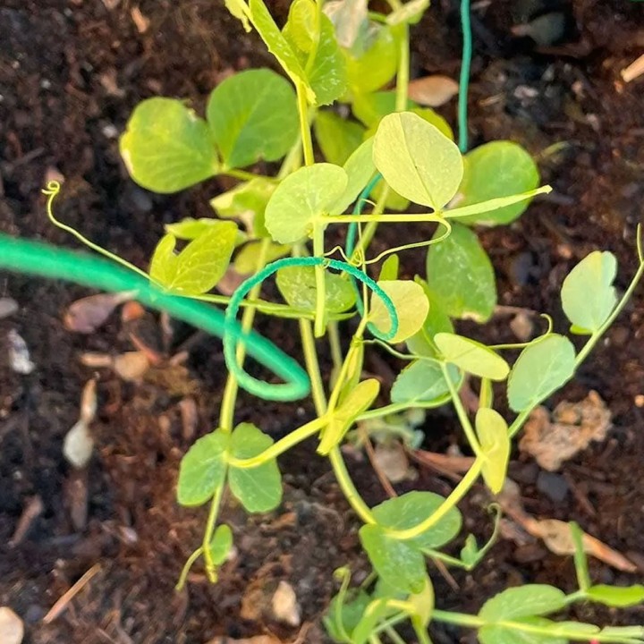 Atadura áspera para plantas trepadeiras, 50 metros