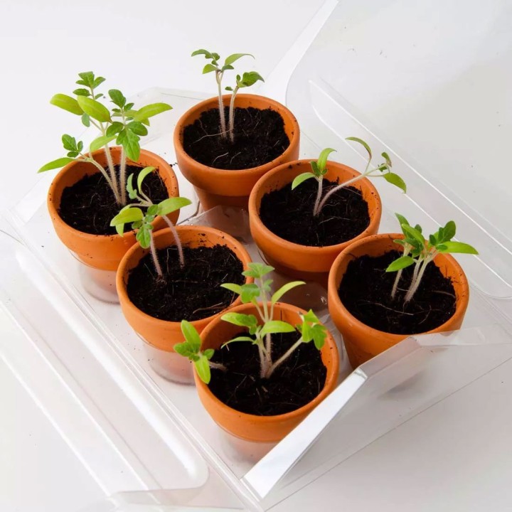 Mini estufa para Tomates orgânicos