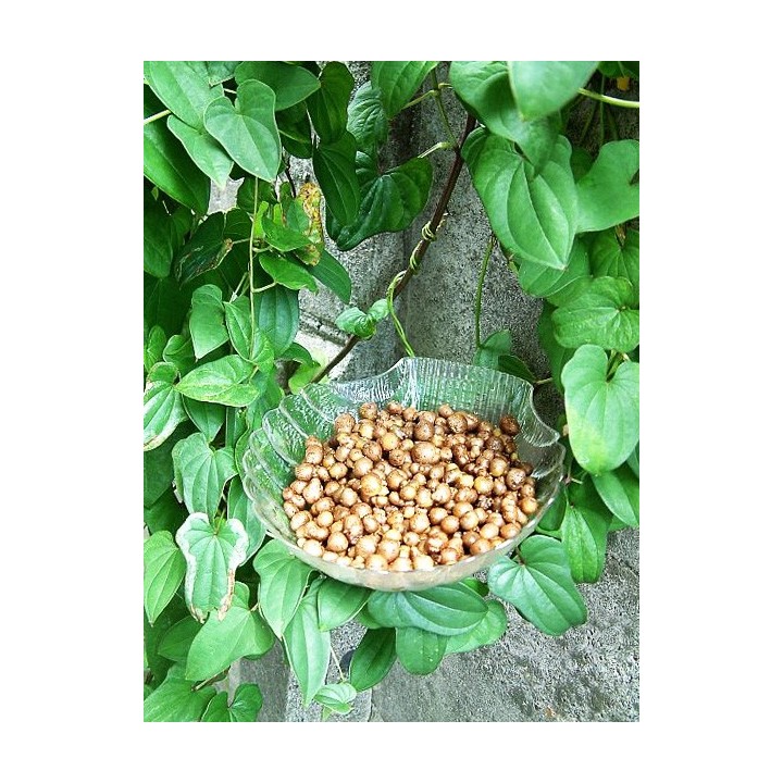 dioscorea batatas tuberculos bulbos comprar venta de rizomas planta