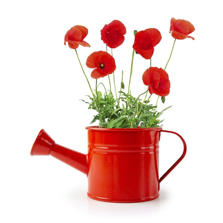 Mini regador vermelho com sementes de papoula