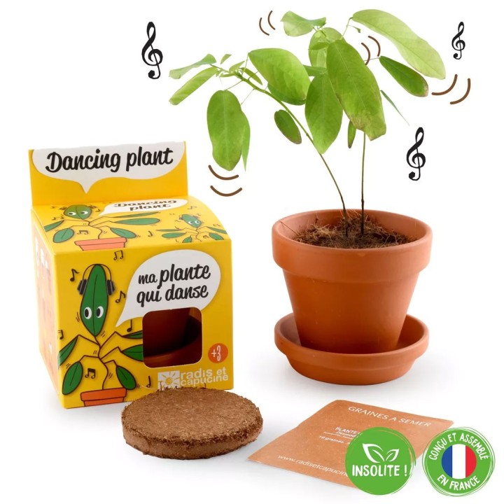 Kit com sementes da Planta Telegráfica (dançarina)