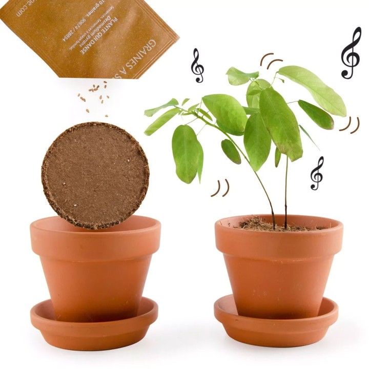 kit de sementes de desmodium gyrans