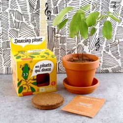 Kit com sementes da Planta Telegráfica (dançarina)