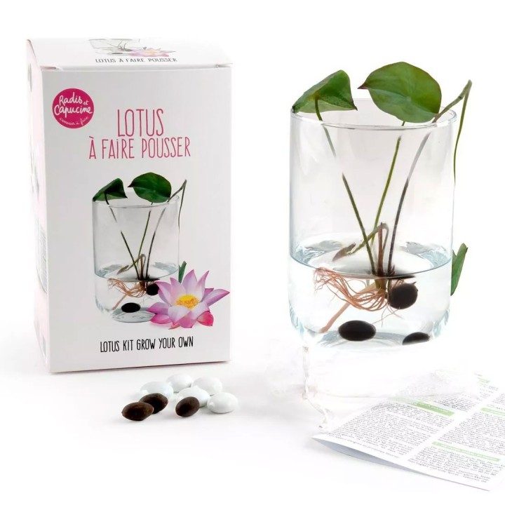 Kit de semeadura de sementes de lótus
