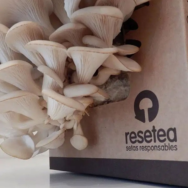 Kit de Cultivo Cogumelos Ostra
