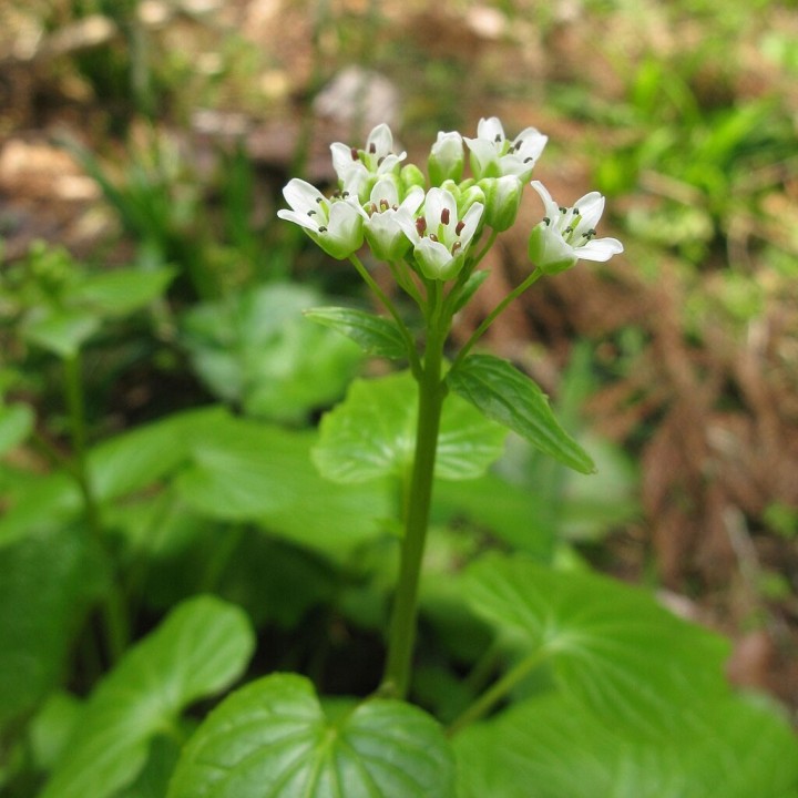 Comprar online planta de Wasabi (Eutrema japonicum o Wasabia)