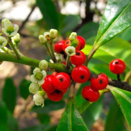 Erva mate - Plant