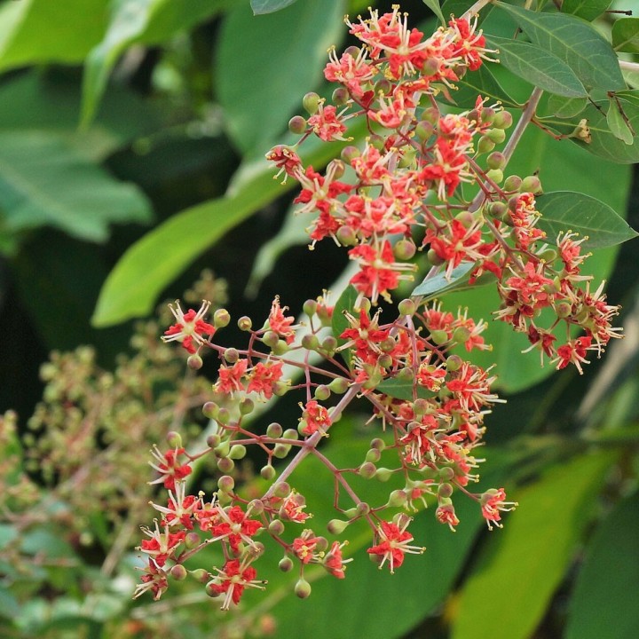Planta de Henna (Lawsonia inermis)