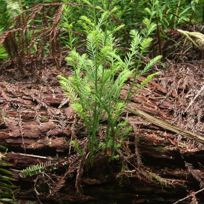 Sequoia vermelha - 1 planta jovem