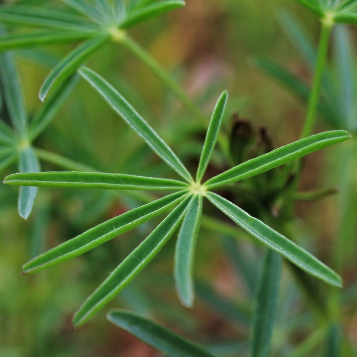 Lupinus angustifolius sementes