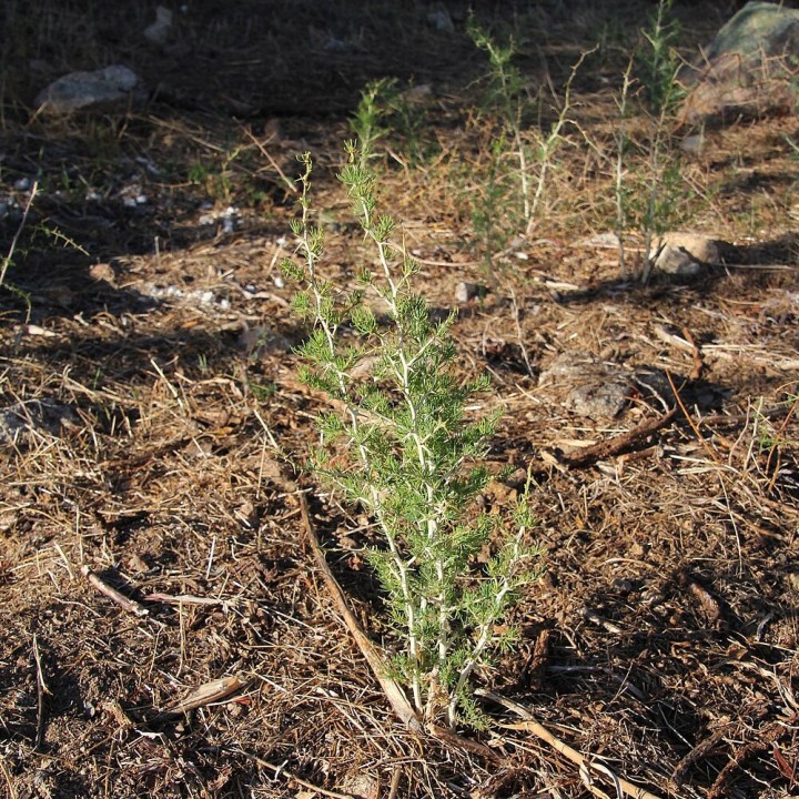 Sementes de Aspargo branco (Asparagus albus) | EntreSementes