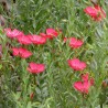 Linum grandiflorum rubrum