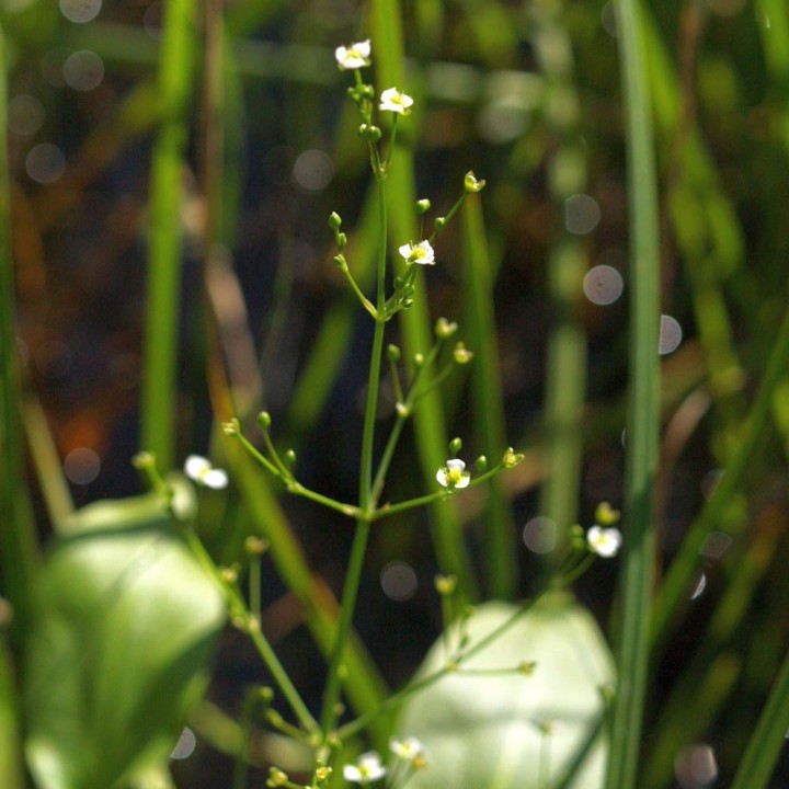 Sementes de Alisma (Alisma plantago-aquatica) | Loja de sementes