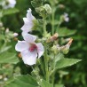 Althaea officinalis sementes