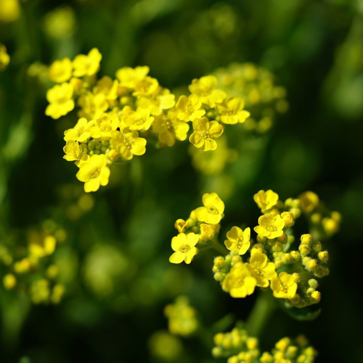 Alyssum montanum Gold seeds