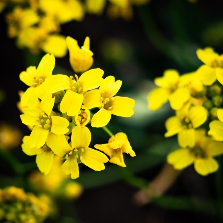 Sementes de Corine de montanha dourada (Alyssum montanum Gold)