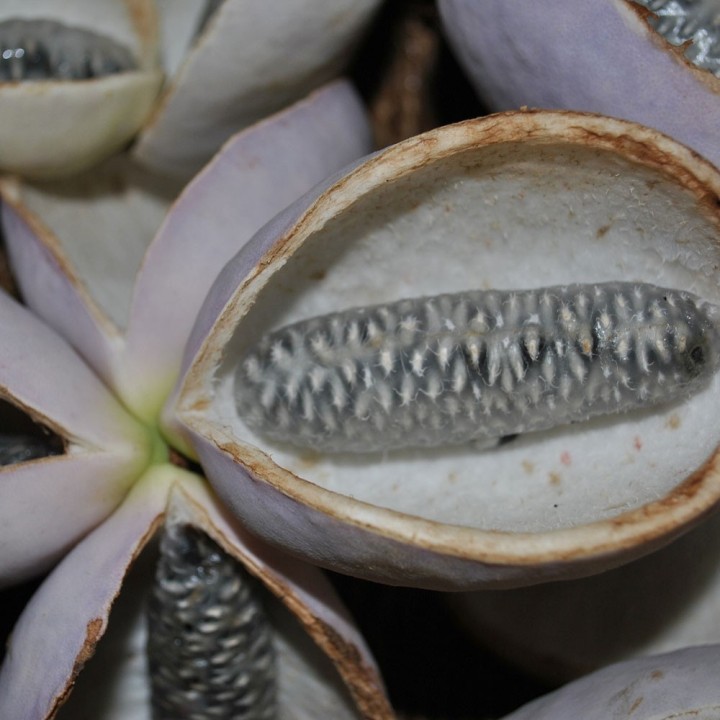Plantas de Videira do Chocolate (Akebia quinata), arbusto trepador com flores perfumadas