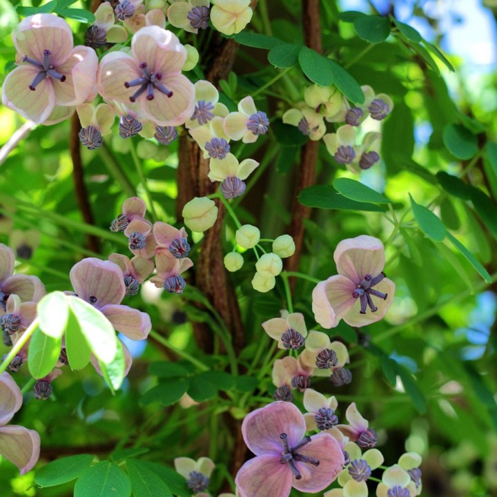 Plantas de Videira do Chocolate (Akebia quinata), arbusto trepador com flores perfumadas