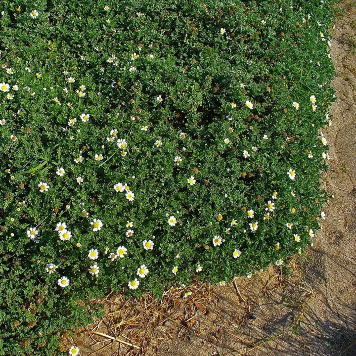 sementes de Anthemis maritima