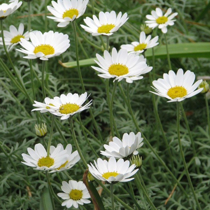 Sementes de Camomila do mar (Anthemis maritima) | Loja de sementes