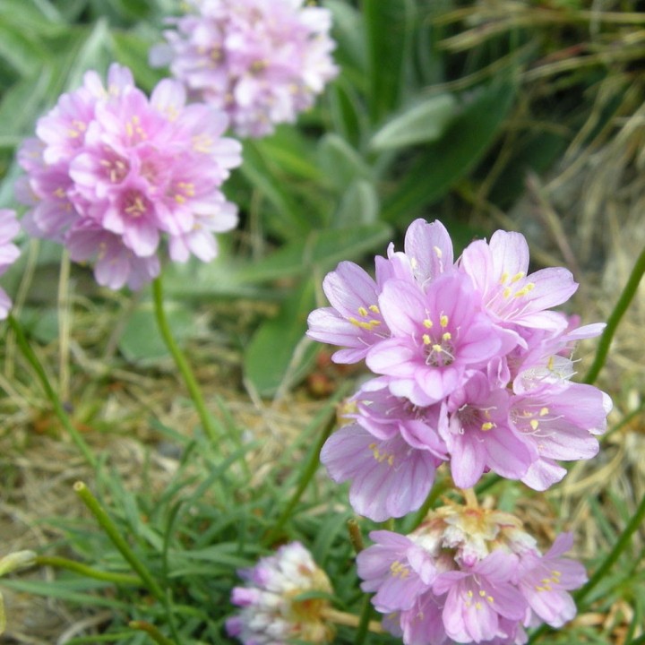 Sementes de Cravo-do-mar (Armeria maritima) | Loja de Sementes