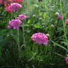 sementes de Armeria maritima