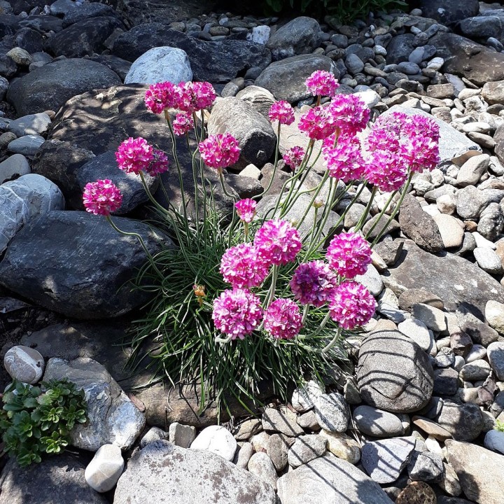 Sementes de Cravo-do-mar (Armeria maritima) | Loja de Sementes
