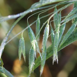 Avena strigosa sementes