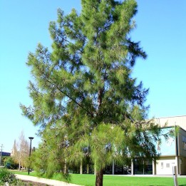 sementes de Casuarina cunninghamiana