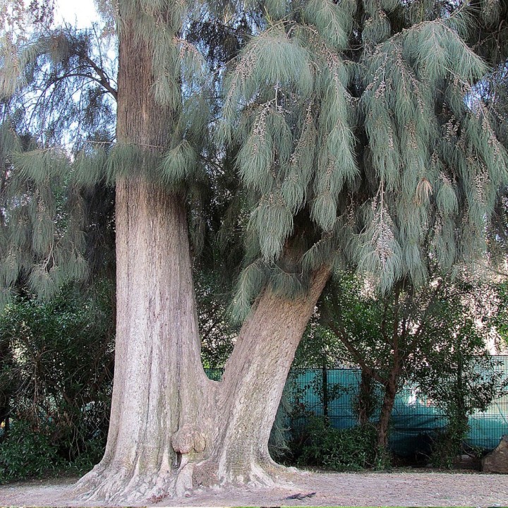 Sementes de Casuarina (Casuarina cunninghamiana) | Loja de sementes