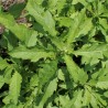 Chenopodium ambrosioides planta