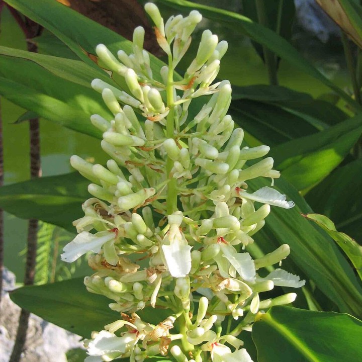 Plantas de Galanga (Alpinia galanga) | Plantas raras