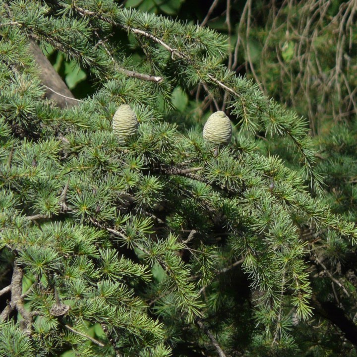 sementes de Cedrus deodara