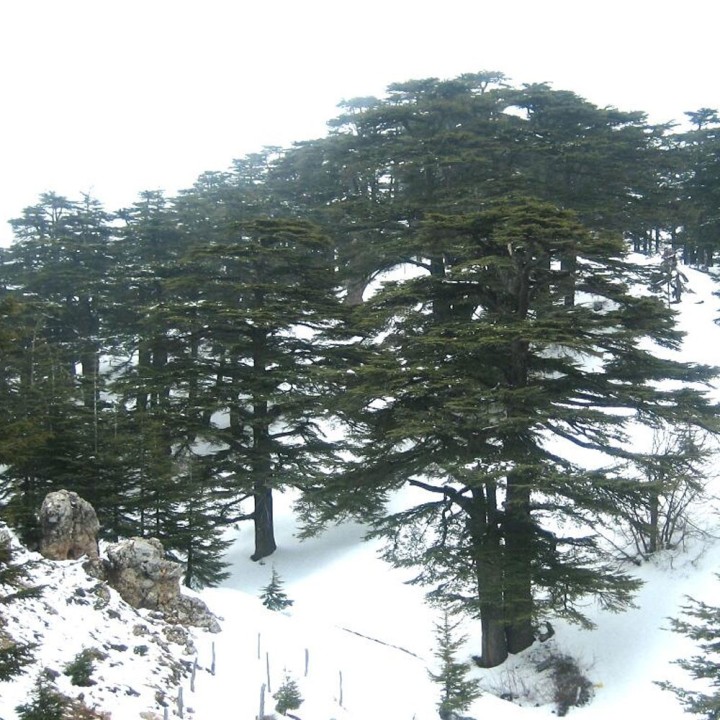 Sementes de Cedro-do-Líbano (Cedrus libani) | EntreSementes