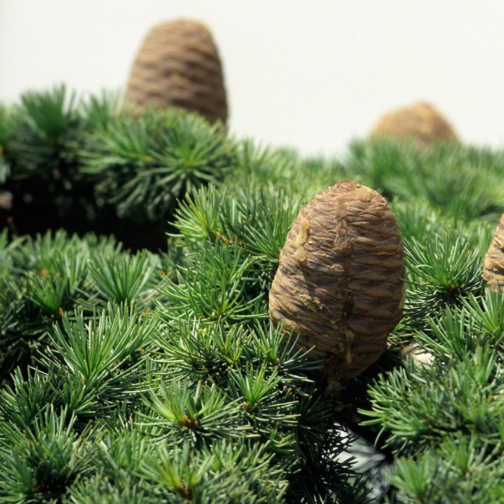 Cedrus libani sementes